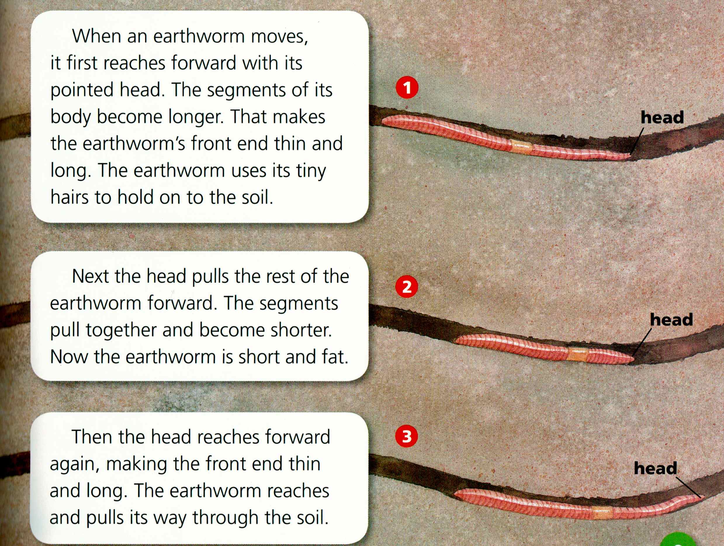 earthworms  seedsofsciencerootsofreading