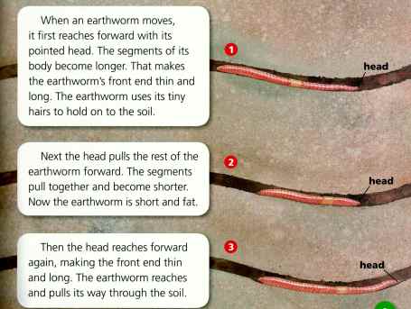 Earthworms move