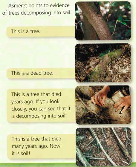 Tree decomposition